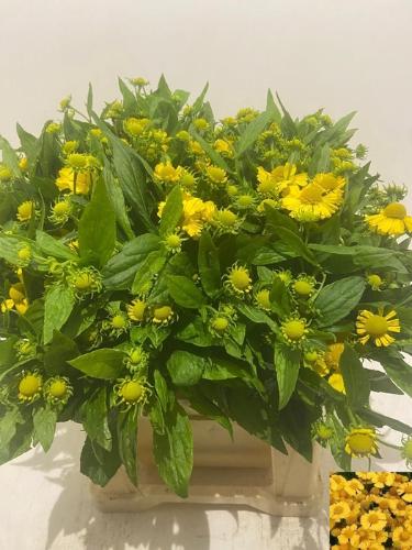 Helenium 'Kanaria'