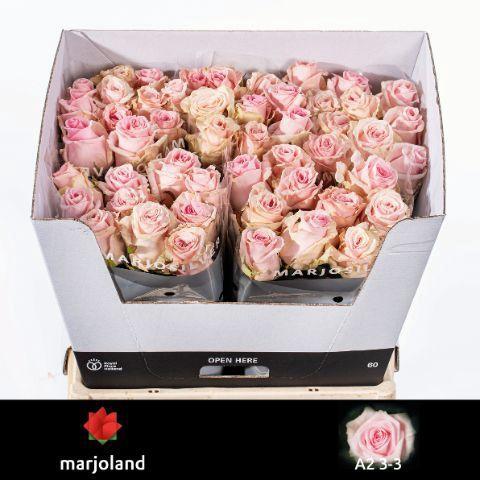 Rosa grootbloemig Sweet Dolomiti