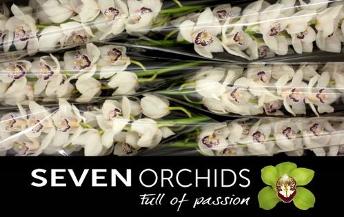 Cymbidium grootbloemig 'White Stone'