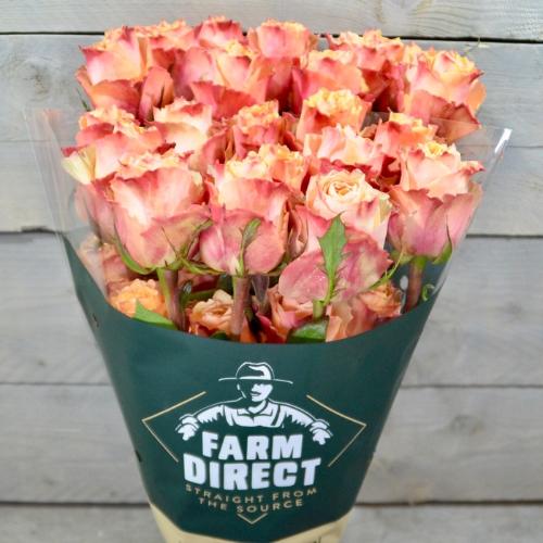 Rosa grootbloemig Carpe Diem+