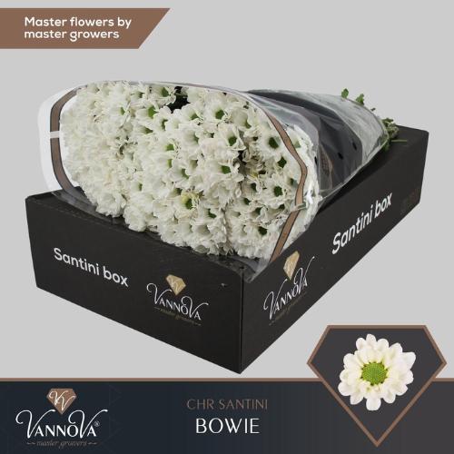 Chrysanthemum (Indicum Grp) tros santini AAA Bowie