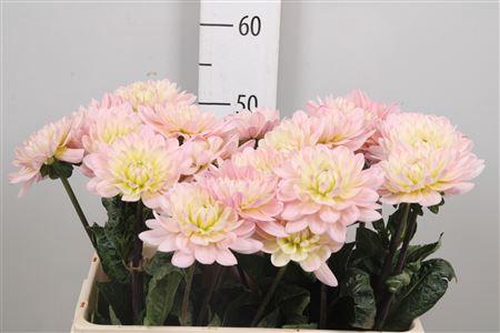 Dahlia Diana's Memory