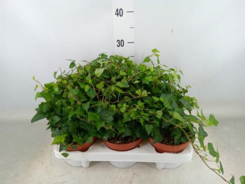 Hedera helix 'Brigitte'
