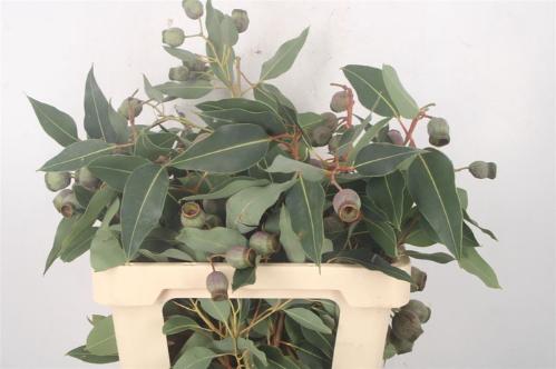 Decoratiegroen groot blad