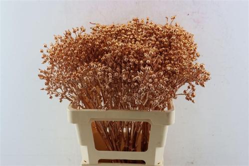 Snijbloemen overig kleurbehandeld H%