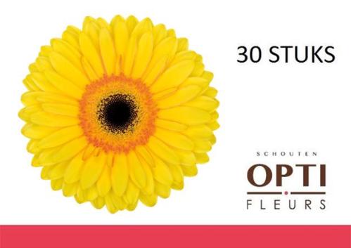 Gerbera grootbloemig 'Apollo'