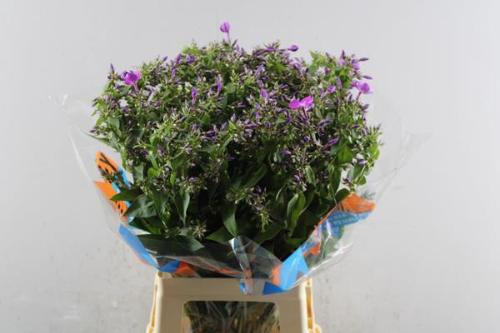 Phlox Paniculata Grp 'Sky Eyes'