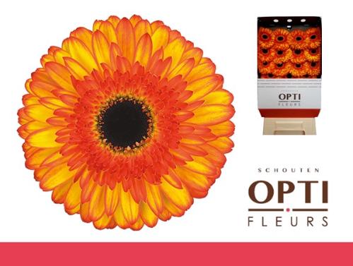 Gerbera grootbloemig Spotlight