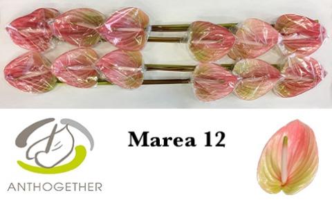 Anthurium Andreanum Grp Marea