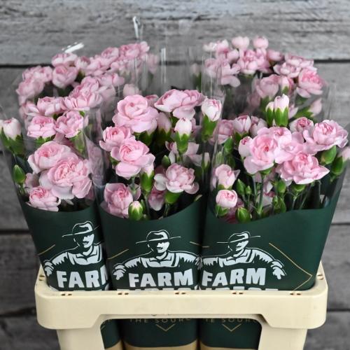 Dianthus tros overig