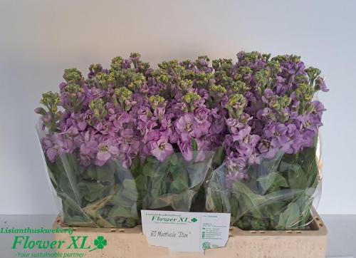 Matthiola incana 'Impala Lavender'