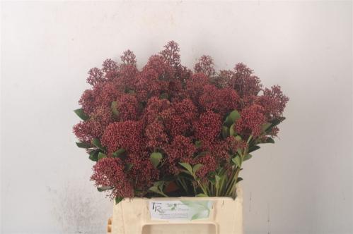 Skimmia per bos japonica 'Rubella'