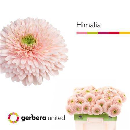 Gerbera Gerrondo Terra Himalia
