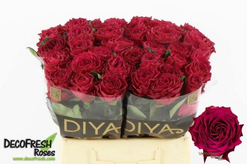 Rosa grootbloemig Venturoso