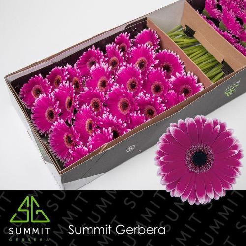 Gerbera grootbloemig 'Nuance'