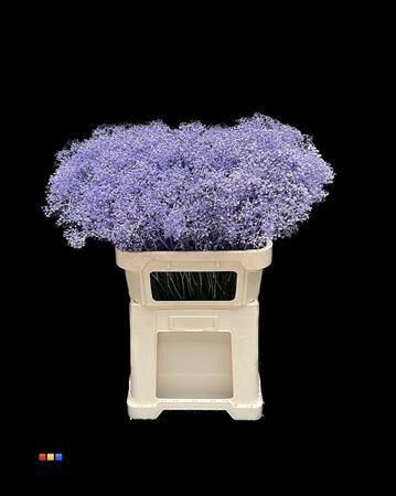Gypsophila overig kleurbehandeld H%