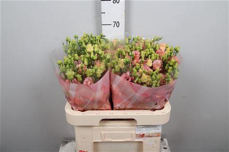 Eustoma russellianum gevuldbloemig russellianum 'Sabrina Orange'