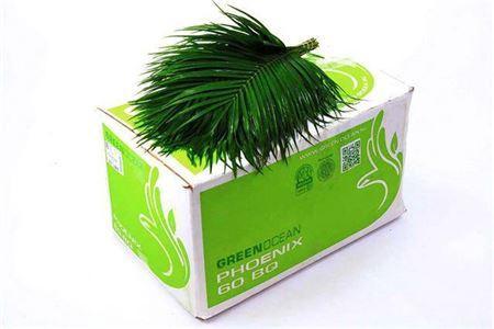 Phoenix roebelenii (blad)