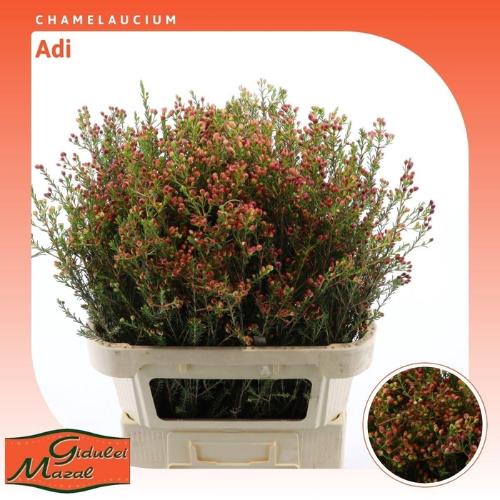 Chamelaucium 'Adi'
