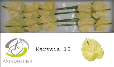 Anthurium Andreanum Grp Marysia