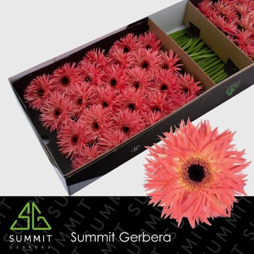 Gerbera grootbloemig Sensini
