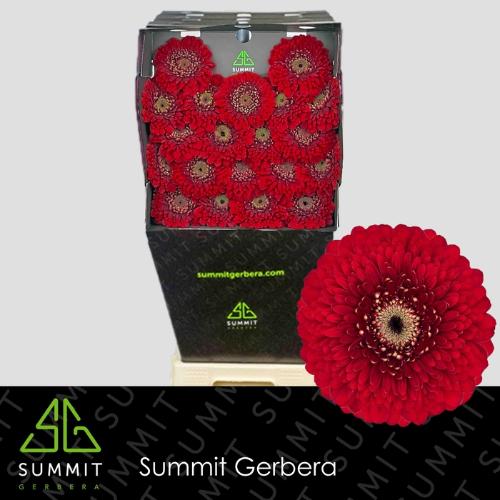 Gerbera mini bolvormig Pomponi Floyd