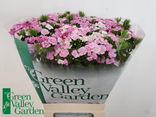 Dianthus barbatus 'Amazon Rose Magic'