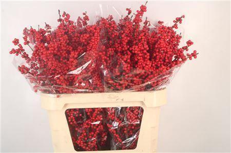 Ilex verticillata Magical Crimson