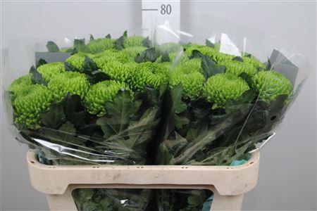 Chrysanthemum (Indicum Grp) geplozen Alemani