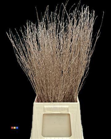 Betula per bos kleurbehandeld