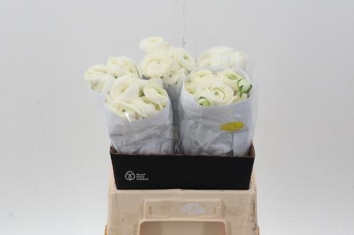 Ranunculus asiaticus 'Elegance White'