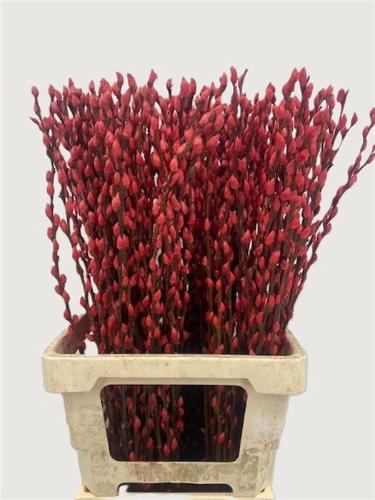 Salix kleurbehandeld H%