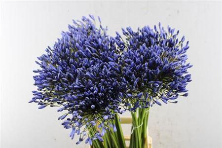 Agapanthus 'Blue Giant'