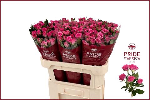 Rosa tros Lianne