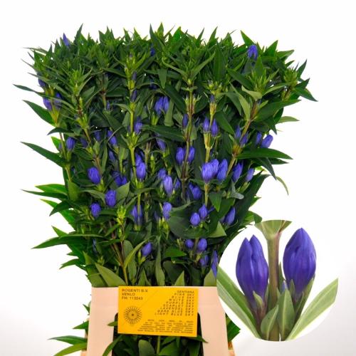 Gentiana Blue Sky