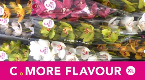 Cymbidium grootbloemig per tak gemengd