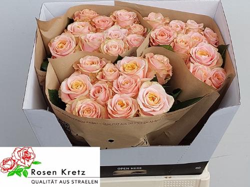 Rosa grootbloemig Peach Funky+