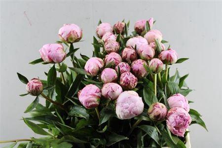 Paeonia Lactiflora Grp 'Sarah Bernhardt'