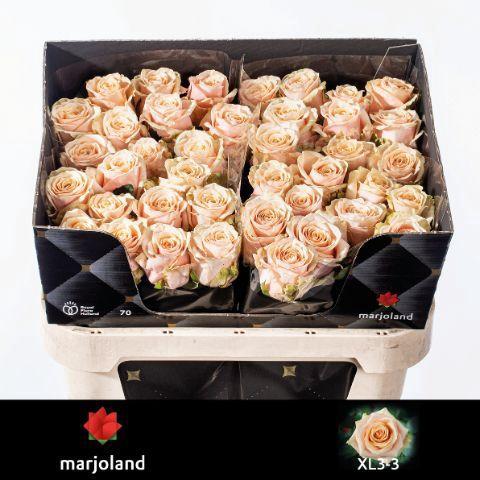 Rosa grootbloemig Bellini!