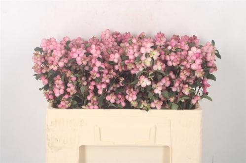 Symphoricarpos (Pink Berry Grp) Magical Pink Falls
