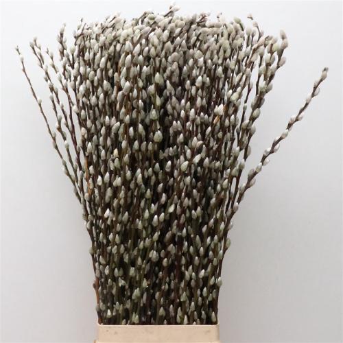 Salix caprea 'Snow Flake'