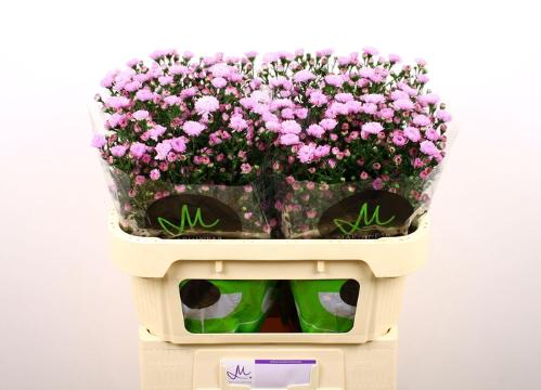 Aster (Novi-belgii Grp) Double Date Pink