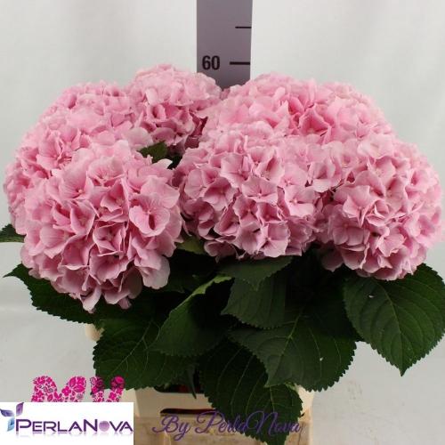 Hydrangea macrophylla 'Verena'