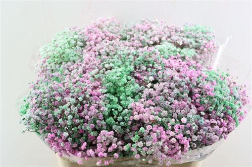 Gypsophila overig kleurbehandeld H%