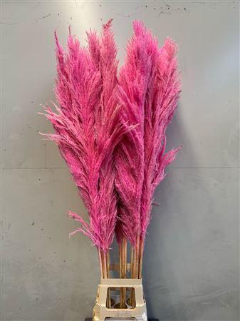 Cortaderia overig