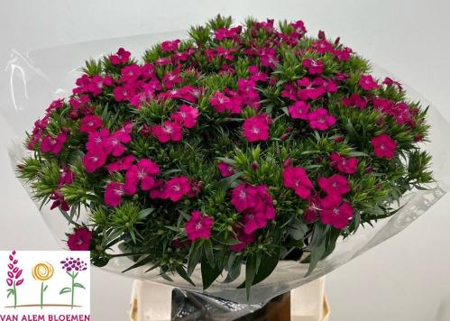 Dianthus barbatus 'Amazon Neon Cherry'