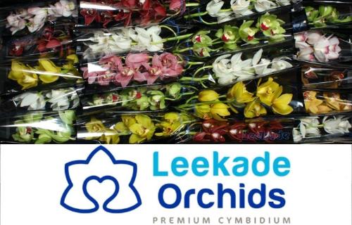 Cymbidium mini per tak gemengd