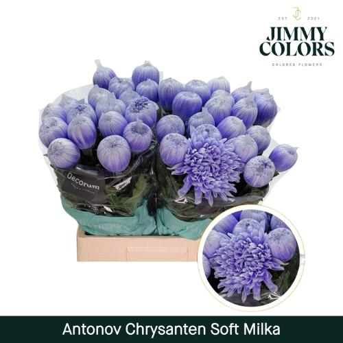 Chrysanthemum (Indicum Grp) geplozen Antonov kleurbehandeld H%