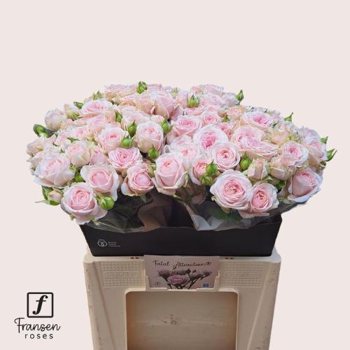 Rosa tros Rosa Loves Me with Fatal Attraction