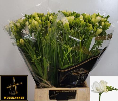 Freesia dubbelbloemig Versailles